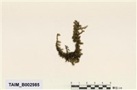 藏品(假懸苔屬)的圖片